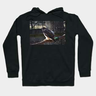 Hawk Hoodie